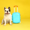 犬にとって『ペット…