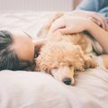 犬が『寝やすい』と…