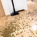 ドッグフードを床に…