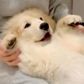 部屋でくつろいでい…