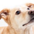 犬はどうやって人間…