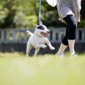 犬が散歩の後に暴れ…