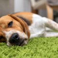 犬が『食中毒』を起…