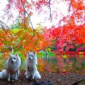 愛犬と秋の軽井沢、…