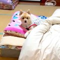 犬を置いてお風呂に…