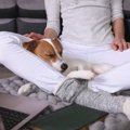 犬が飼い主の足の間…