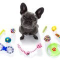 犬に飽きられやすい…