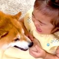 2歳の女の子が『犬に…