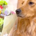 犬が『お供え物』を…