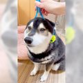 犬がマッサージされ…