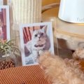 16歳の老猫が天国へ…