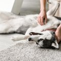 犬にとって怪我やト…