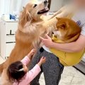 豆柴を抱っこしてい…