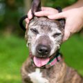 犬の『平均寿命』と…