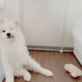 白くまと思った！モ…