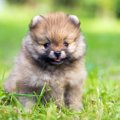 なぜ子犬は成長する…