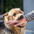 犬が噛みついてしま…