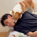 コーギー犬が『出張…