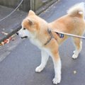 お仕事（散歩）に行…