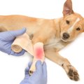 犬が出血したらどう…