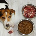 犬の心臓を守る栄養…