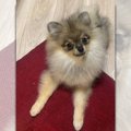 すくすく成長中！ポ…