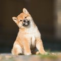 犬の成長期はいつま…