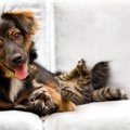 犬がソファーに乗り…