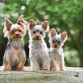 小型犬の飼い主が室…