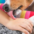 犬が飼い主の手をペ…