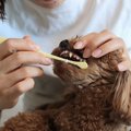 犬の『歯磨き』どの…
