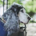 年齢別！犬のよくあ…