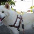 あちぃ…。暑さにしょ…