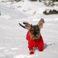 冬に愛犬と一緒に楽…