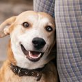 犬からモテまくる人…