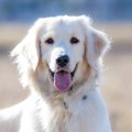 人懐こすぎる犬を飼…