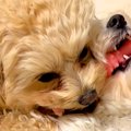 1つのおもちゃを取り…