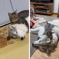 猫たちに愛されすぎ…