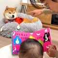 犬の前で赤ちゃんに…