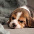 犬を『室内飼い』す…