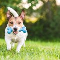 犬にとって『苦手な…
