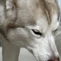イタズラをした大型…