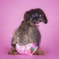 愛犬のヒート中にお…