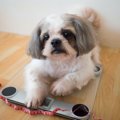 動くのが嫌いな犬が…