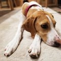 犬の『ストレスが溜…
