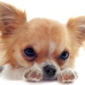 遺伝性疾患を持つ犬…