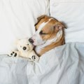なぜ犬には『お布団…
