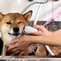 犬のシャンプーにお…