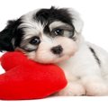 犬を精神的に苦しめ…