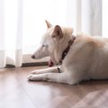 犬が苦痛を感じる『…